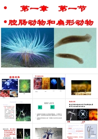 八年级生物上册 腔肠动物与扁形动物课件 （新版）新人教版