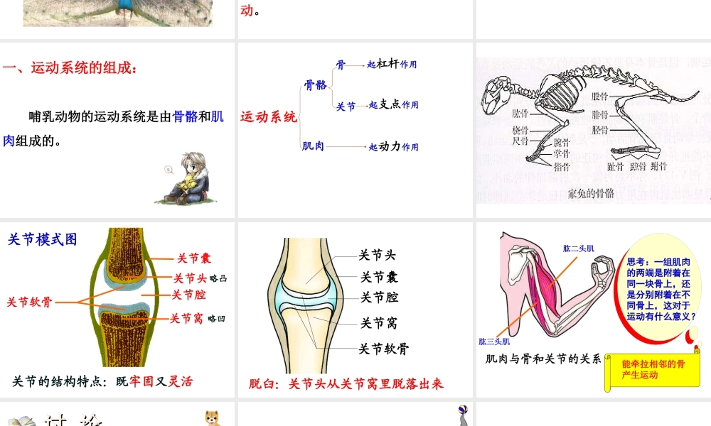八年级生物上册 第五单元 第二章 动物的运动和行为 第一节 动物的运动课件1 （新版）新人教版