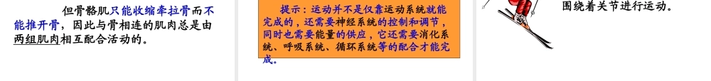 八年级生物上册 第五单元 第二章 动物的运动和行为 第一节 动物的运动课件1 （新版）新人教版