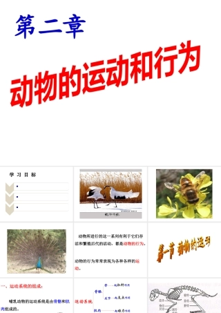 八年级生物上册 第五单元 第二章 动物的运动和行为 第一节 动物的运动课件1 （新版）新人教版