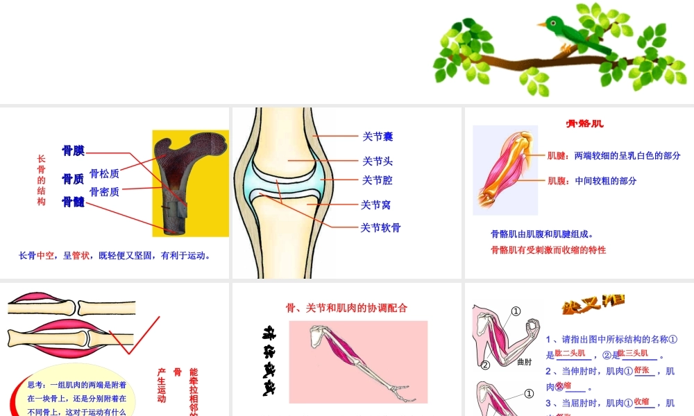八年级生物上册 第四单元 第一章 第2节《运动的完成》课件1 （新版）冀教版-（新版）冀教版初中八年级上册生物课件