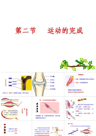 八年级生物上册 第四单元 第一章 第2节《运动的完成》课件1 （新版）冀教版-（新版）冀教版初中八年级上册生物课件