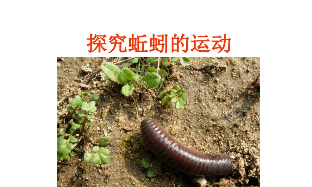 八年级生物上册 蚯蚓运动实验课件 人教新课标版