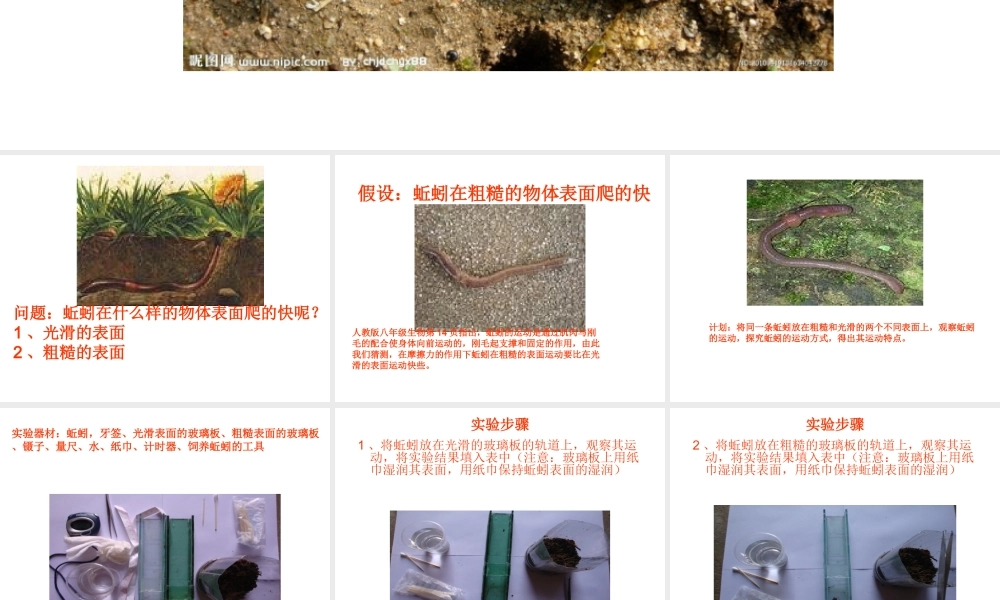 八年级生物上册 蚯蚓运动实验课件 人教新课标版