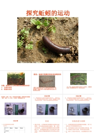 八年级生物上册 蚯蚓运动实验课件 人教新课标版