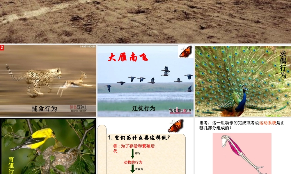 八年级生物上册 第五单元 第二章 动物的运动和行为 第一节 动物的运动课件2 （新版）新人教版