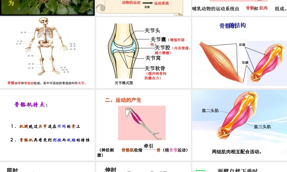 八年级生物上册 第五单元 第二章 动物的运动和行为 第一节 动物的运动课件2 （新版）新人教版