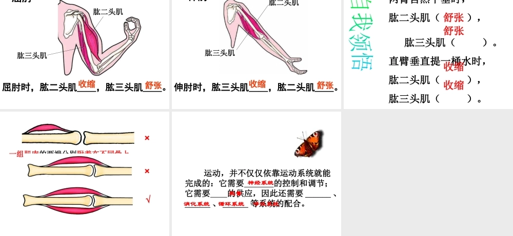 八年级生物上册 第五单元 第二章 动物的运动和行为 第一节 动物的运动课件2 （新版）新人教版