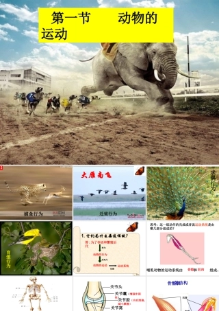 八年级生物上册 第五单元 第二章 动物的运动和行为 第一节 动物的运动课件2 （新版）新人教版