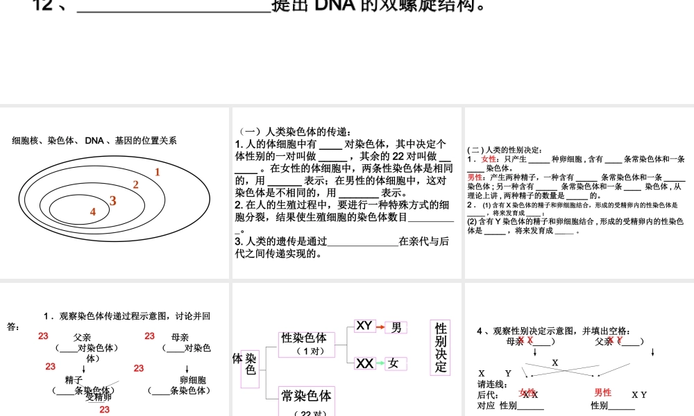 八年级生物上册 细胞核、染色体、DNA、基因的位置关系课件 济南版