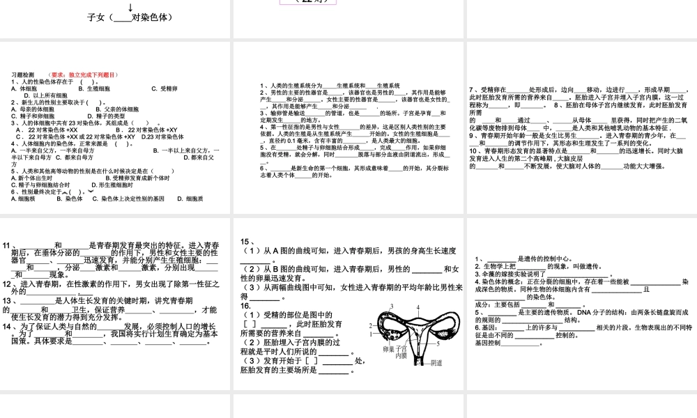 八年级生物上册 细胞核、染色体、DNA、基因的位置关系课件 济南版