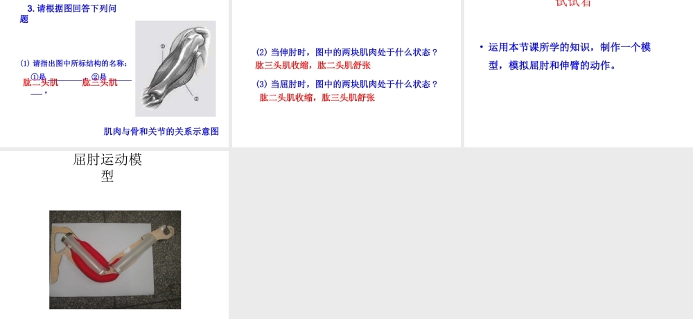 八年级生物上册 第四单元 第一章 第2节《运动的完成》课件2 （新版）冀教版-（新版）冀教版初中八年级上册生物课件