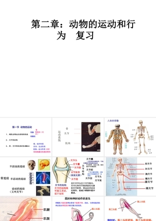 八年级生物上册 第五单元 第二章 动物的运动和行为复习课件 （新版）新人教版-（新版）新人教版初中八年级上册生物课件