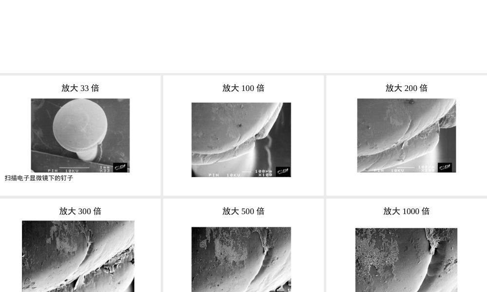 八年级生物上册 细菌的大小课件 人教新课标版