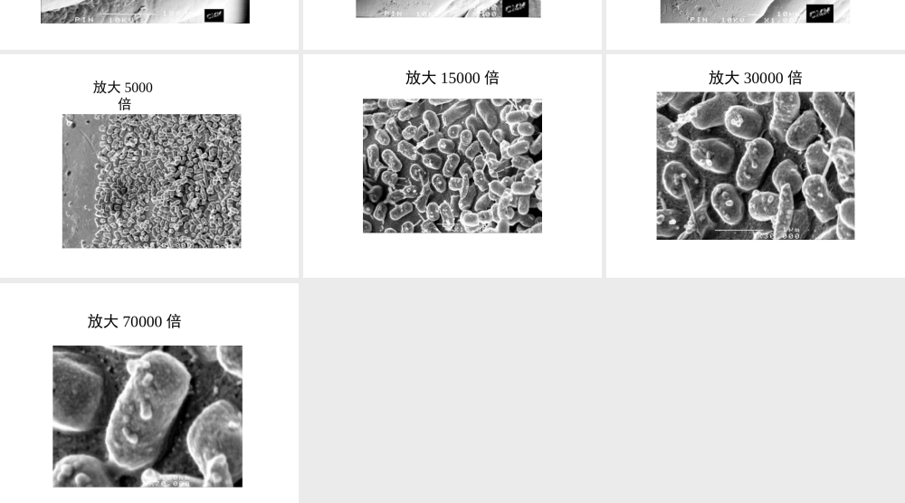 八年级生物上册 细菌的大小课件 人教新课标版