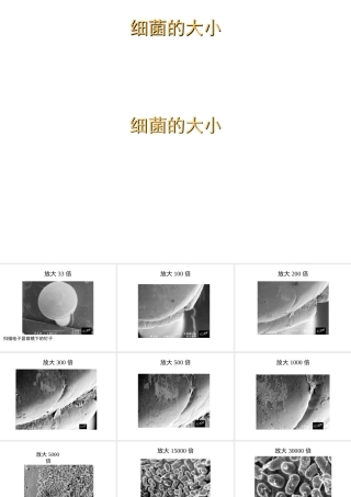八年级生物上册 细菌的大小课件 人教新课标版