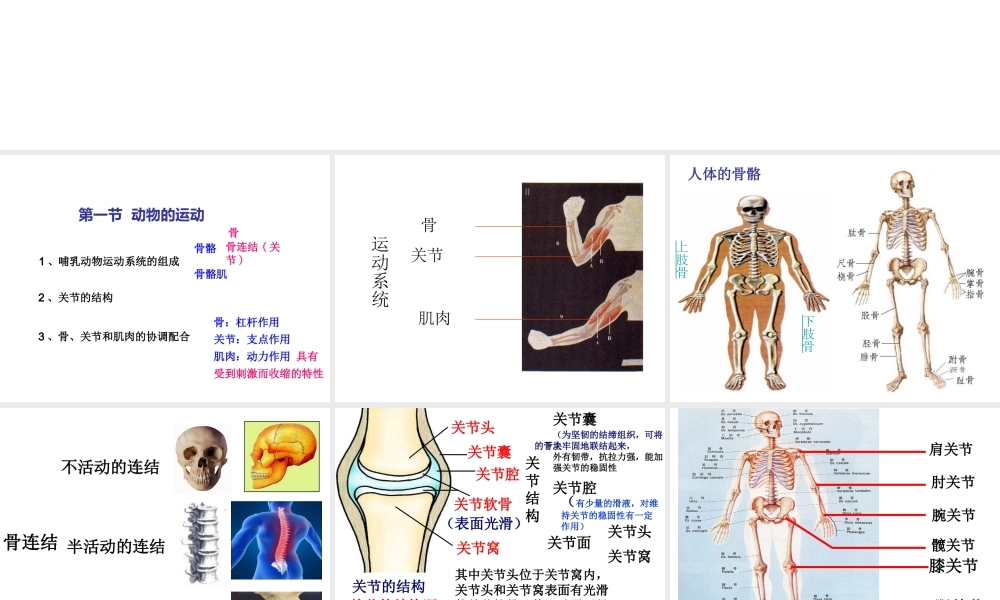 八年级生物上册 第五单元 第二章 动物的运动和行为复习课件 （新版）新人教版-（新版）新人教级上册生物课件
