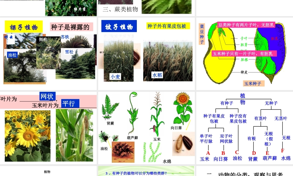 八年级生物上册 第六单元 第一章 第一节 尝试对生物进行分类课件4 （新版）新人教版-（新版）新人教级上册生物课件