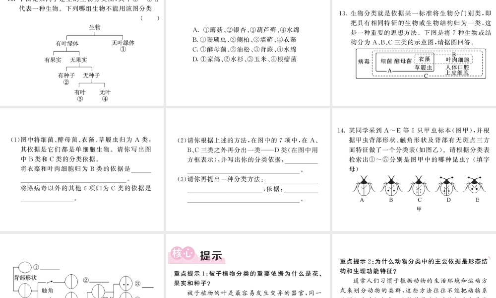 八年级生物上册 第六单元 第一章 第一节 尝试对生物进行分类习题课件 （新版）新人教版-（新版）新人教级上册生物课件