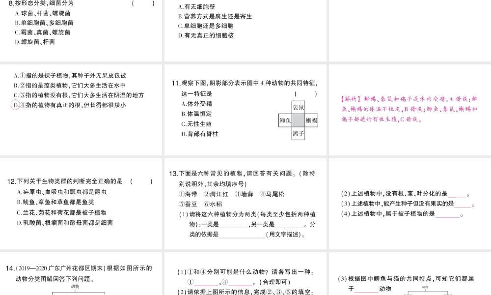 八年级生物上册 第六单元 第一章 第一节 尝试对生物进行分类作业课件 （新版）新人教版-（新版）新人教级上册生物课件