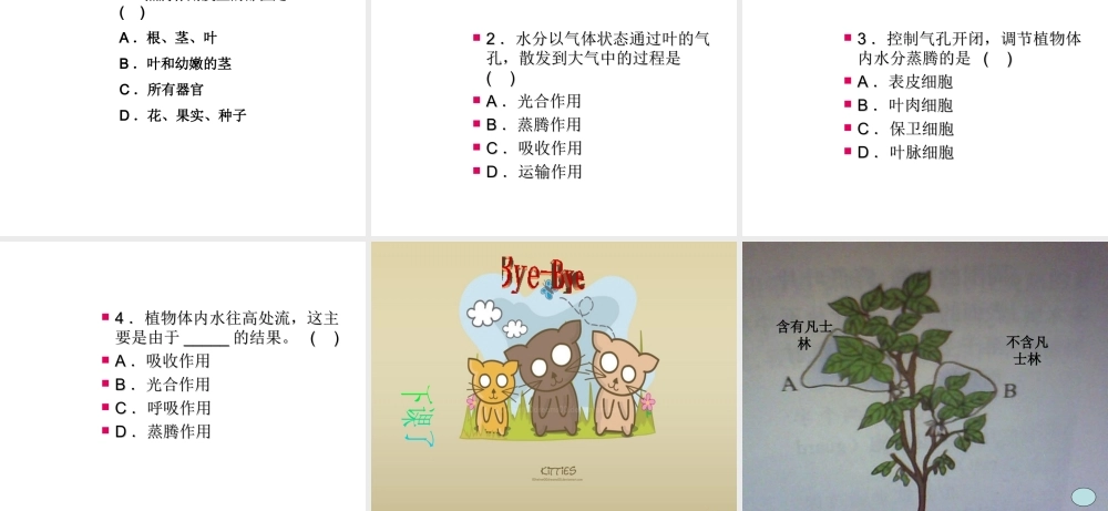 八年级生物上册 第六章  植物的蒸腾作用与植树造林课件 冀教版-冀教级上册生物课件