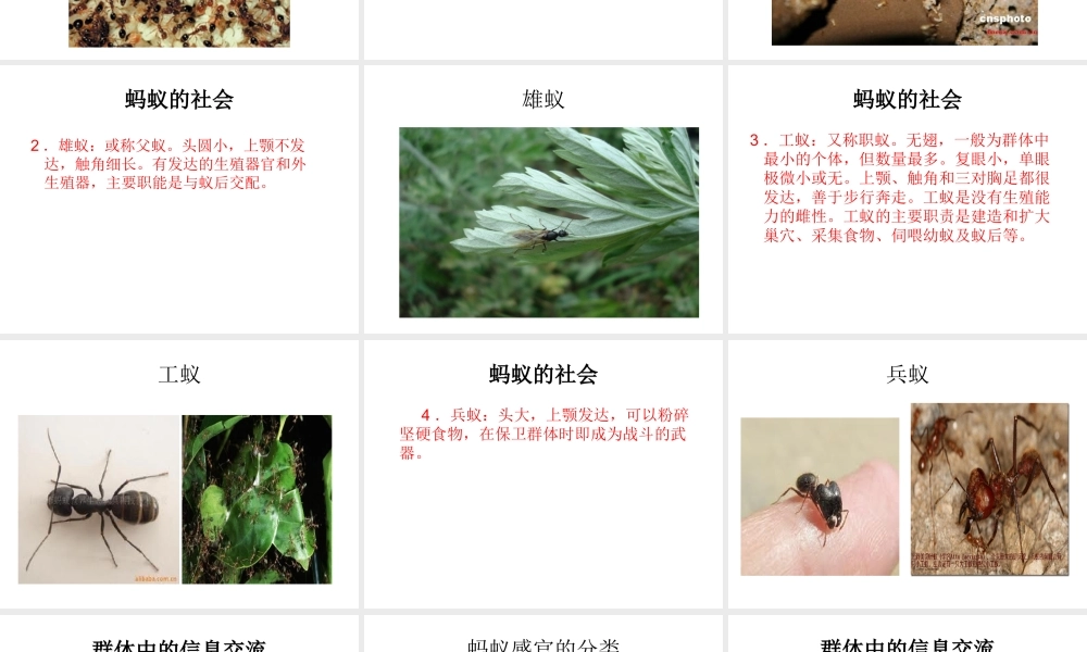 八年级生物上册《5.2.3 社会行为》课件 新人教版-新人教版初中八年级上册生物课件