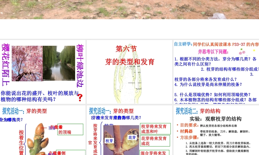 八年级生物上册 第四单元 第一章 第六节 芽的类型和发育课件 （新版）济南版-（新版）济南级上册生物课件