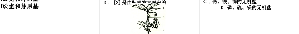 八年级生物上册 第四单元 第一章 第六节 芽的类型和发育课件 （新版）济南版-（新版）济南级上册生物课件