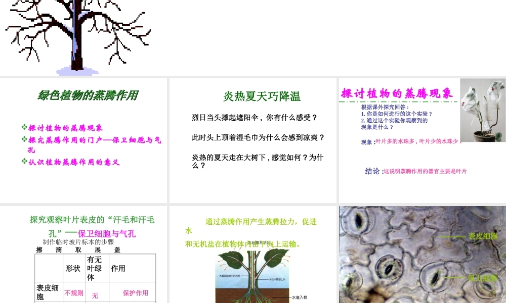 八年级生物上册 第六章《植物的蒸腾作用与植树造林》课件1 冀教版