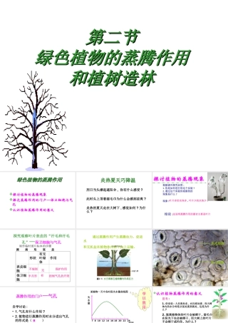 八年级生物上册 第六章《植物的蒸腾作用与植树造林》课件1 冀教版