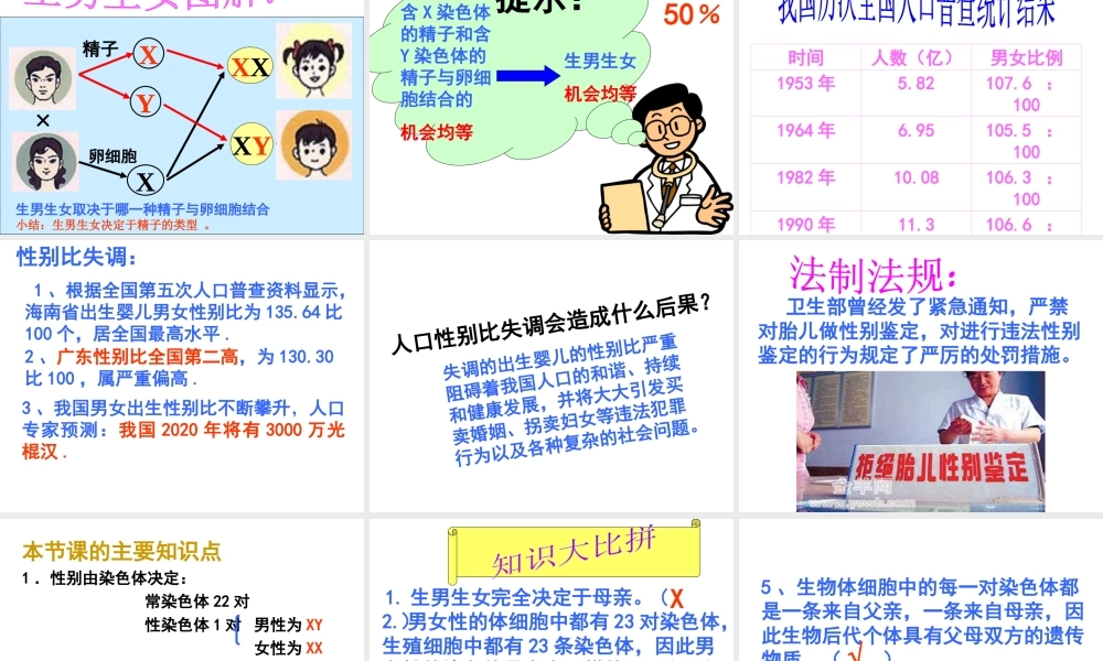 八年级生物上册《 性别和性别决定》课件 北师大版