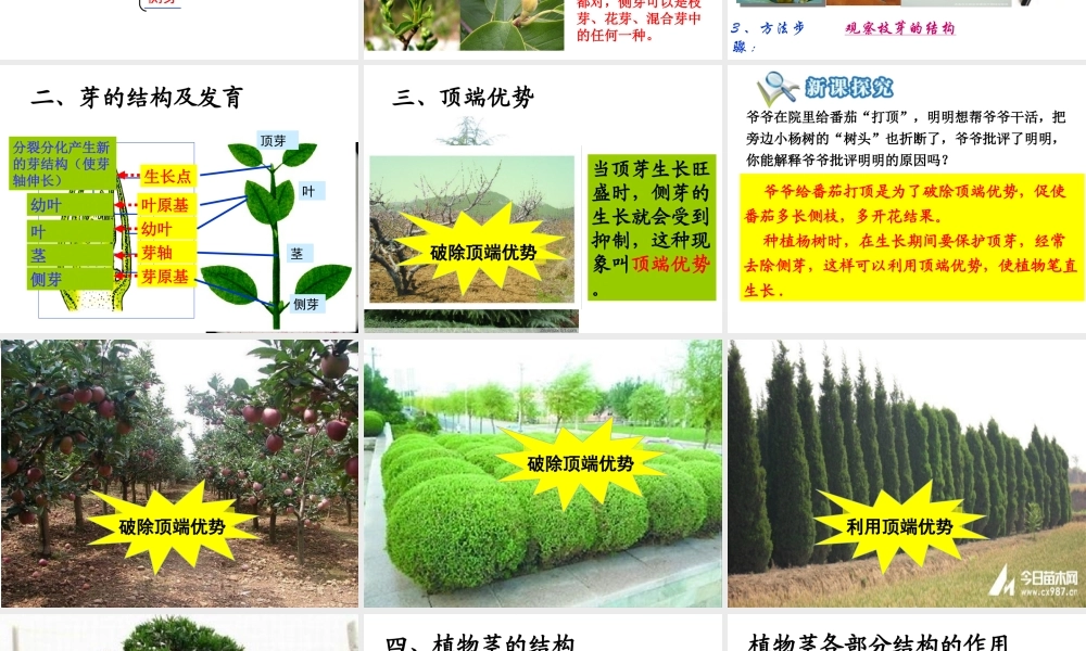 八年级生物上册 第四单元 第一章 第六节 芽的类型和发育课件 济南版-济南版初中八年级上册生物课件