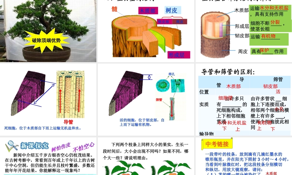 八年级生物上册 第四单元 第一章 第六节 芽的类型和发育课件 济南版-济南版初中八年级上册生物课件