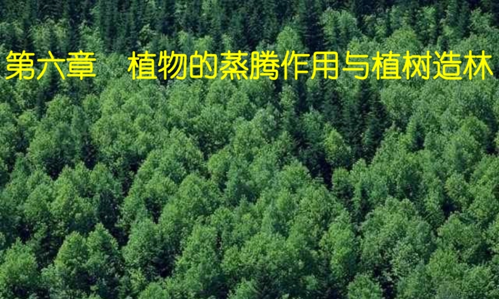 八年级生物上册 第六章《植物的蒸腾作用与植树造林》课件2 冀教版