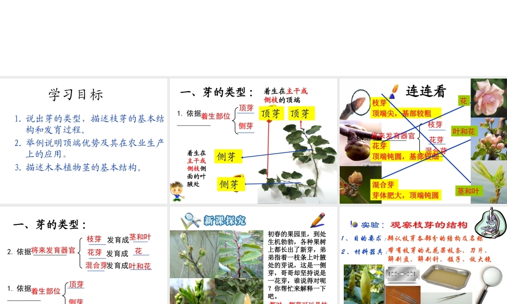 八年级生物上册 第四单元 第一章 第六节 芽的类型和发育课件 济南版-济南级上册生物课件