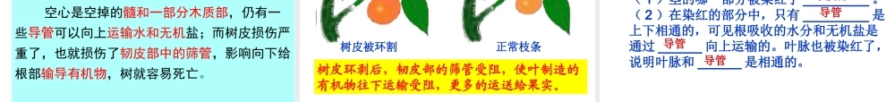 八年级生物上册 第四单元 第一章 第六节 芽的类型和发育课件 济南版-济南级上册生物课件