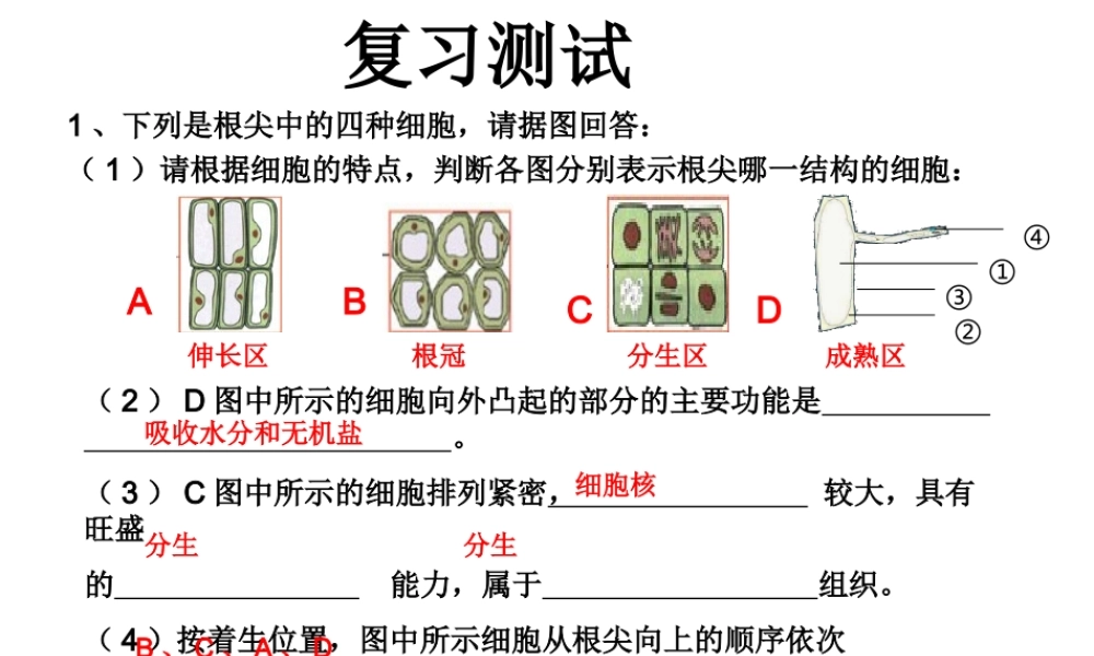 八年级生物上册 第四单元 第一章 第六节 芽的类型和结构课件 济南版