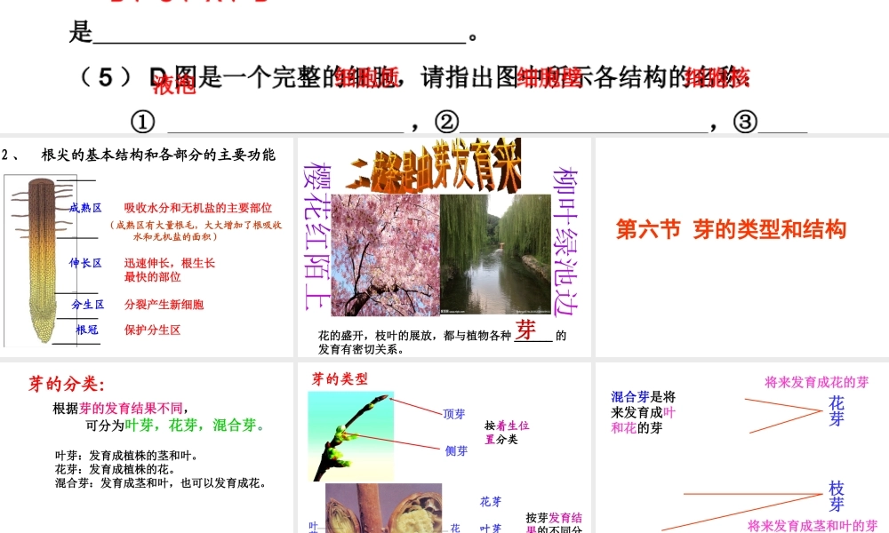 八年级生物上册 第四单元 第一章 第六节 芽的类型和结构课件 济南版