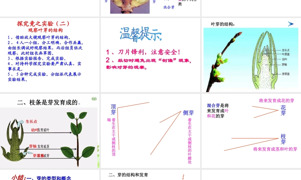 八年级生物上册 第四单元 第一章 第六节 芽的类型和结构课件 济南版