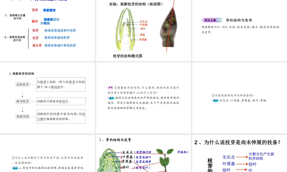八年级生物上册 第四单元 第一章 第六节 芽的类型和结构课件 济南版