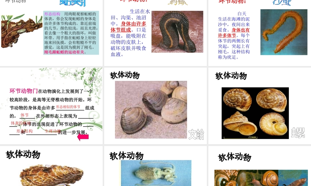 八年级生物上册 第五单元 第十四章 第二节 千姿百态的动物世界课件 苏教版-苏教级上册生物课件