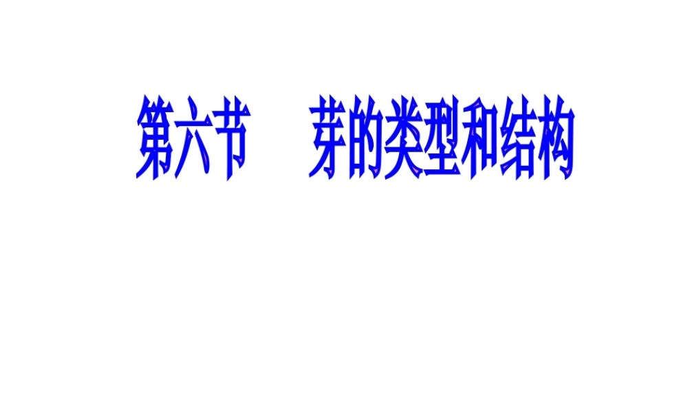 八年级生物上册 第四单元 第一章 第六节 芽的类型和结构课件1 济南版