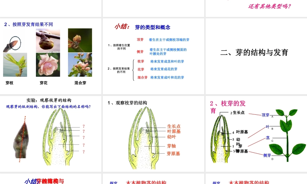 八年级生物上册 第四单元 第一章 第六节 芽的类型和结构课件1 济南版