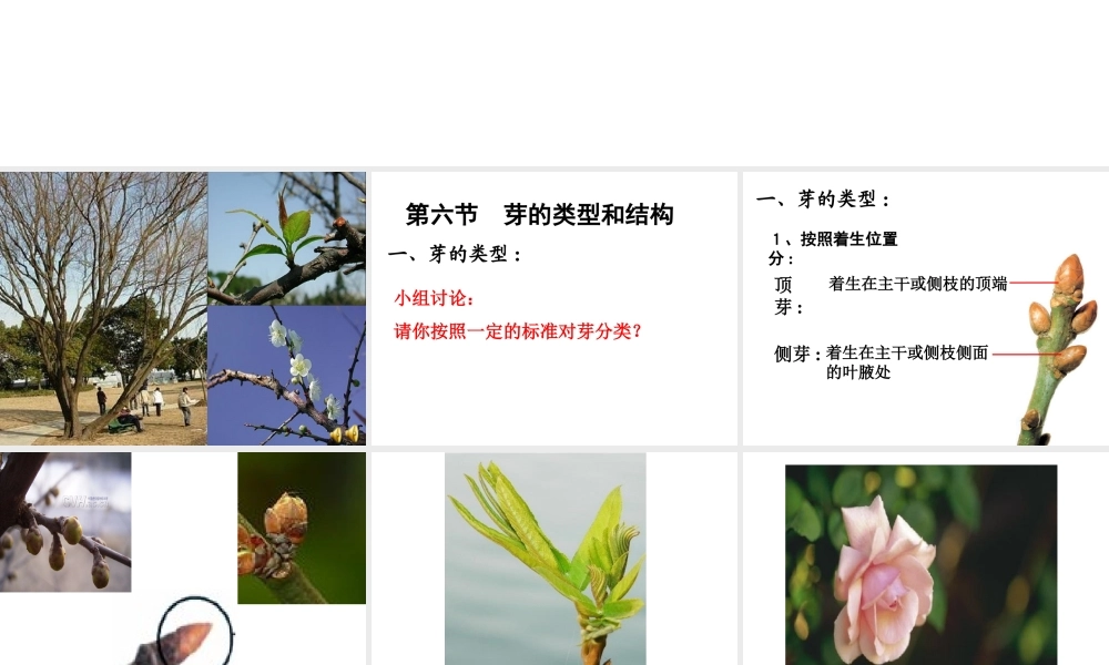 八年级生物上册 第四单元 第一章 第六节 芽的类型和结构课件2 济南版