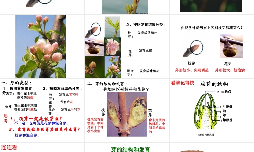 八年级生物上册 第四单元 第一章 第六节 芽的类型和结构课件2 济南版