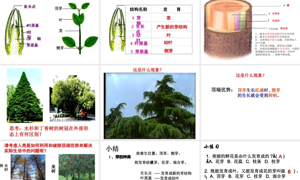 八年级生物上册 第四单元 第一章 第六节 芽的类型和结构课件2 济南版