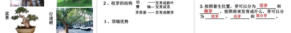 八年级生物上册 第四单元 第一章 第六节 芽的类型和结构课件2 济南版