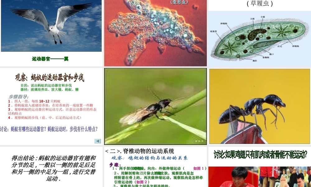 八年级生物上册 第十八章 第一节 传染病动物的运动的能量来源课件 苏教版