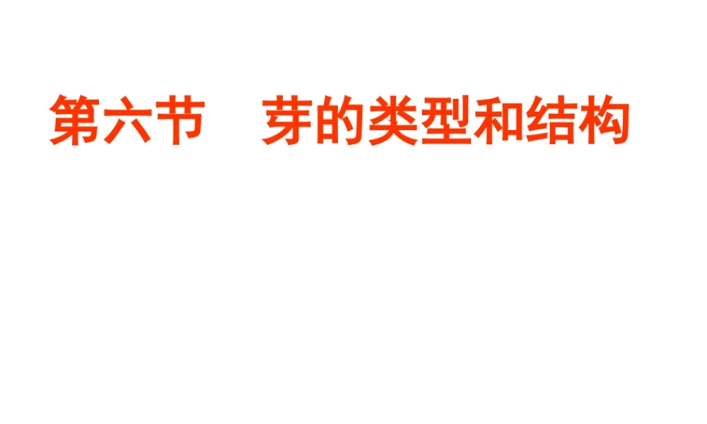 八年级生物上册 第四单元 第一章 第六节 芽的类型和结构课件3 济南版