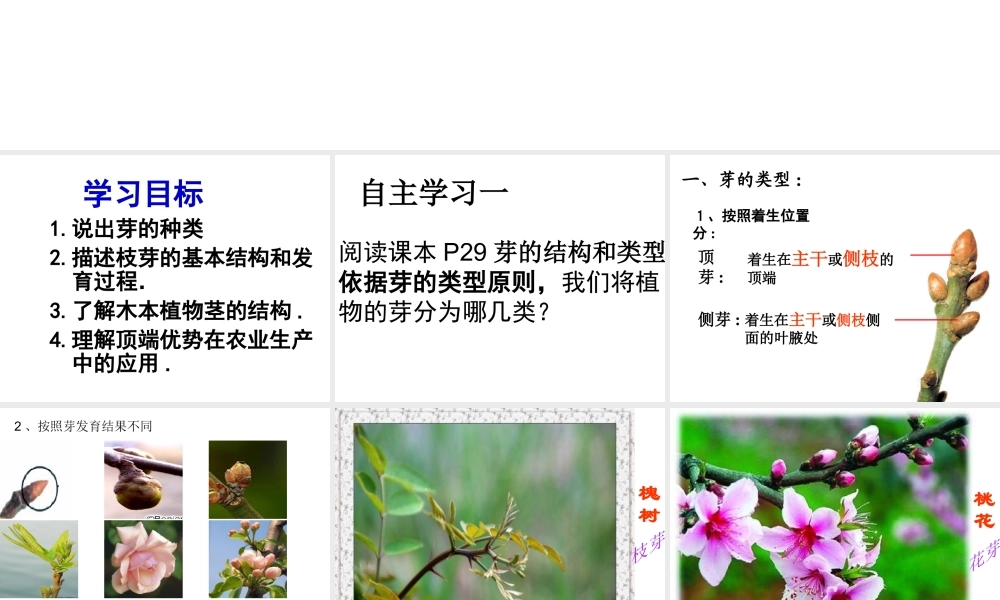 八年级生物上册 第四单元 第一章 第六节 芽的类型和结构课件3 济南版